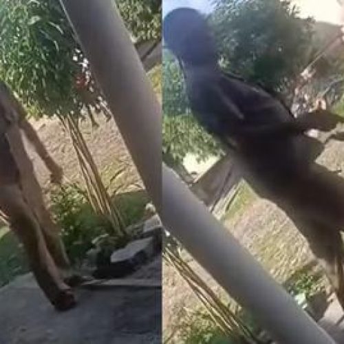 Idoso suspeito de arremessar e matar filhote de gato no interior do Ceará é morto a tiros
